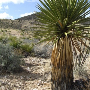 YU005: Yucca faxoniana 'Giant Faxon' COLD HARDY cactus