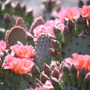OP093: Opuntia ‘Peach Pie’ COLD HARDY cactus