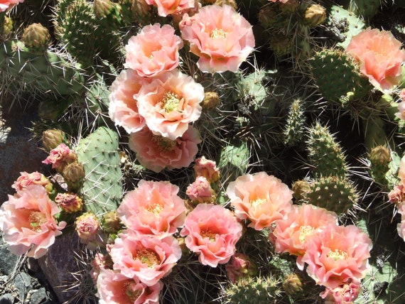 OP039: Opuntia Rhodantha Hybrid 'grand Mesa Peach' COLD HARDY