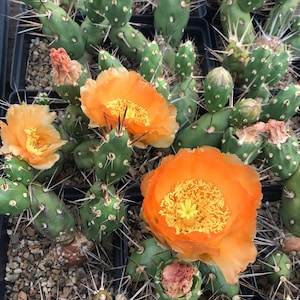 OT002: Maihueniopsis darwinii COLD HARDY cactus