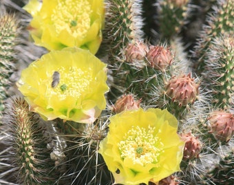 OP082: Opuntia trichophora 'Golden Teddy' COLD HARDY cactus