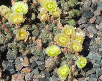 OP055: Opuntia polyacantha x fragilis 'Lemon Gem' COLD HARDY cactus