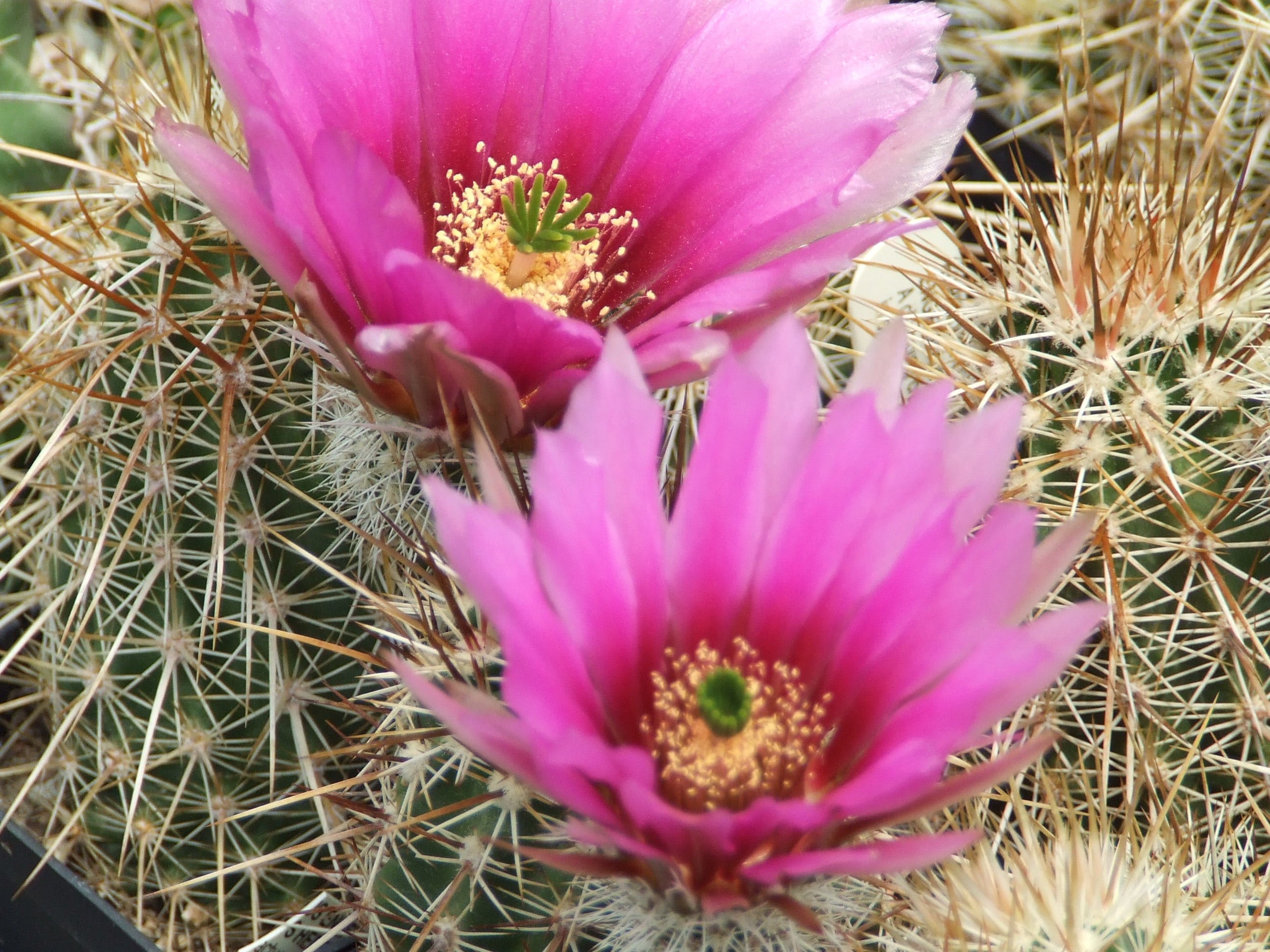 EC022: Echinocereus Engelmannii Ssp Decumbens COLD HARDY Cactus - Etsy