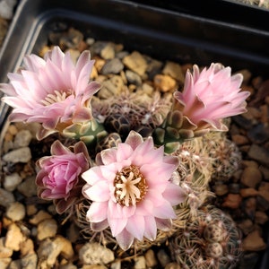 OT008: Gymnocalycium bruchii &#39;Bruch&#39;s Chin Cactus&#39; (Red Spined) COLD HARDY cactus