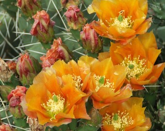 OP091: Opuntia phaeacantha v. woodsii 'Brilliant Orange' COLD HARDY cactus