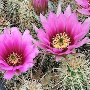 EC009: Echinocereus engelmannii COLD HARDY cactus