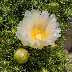 OT003: Maihuenia poeppigii COLD HARDY cactus