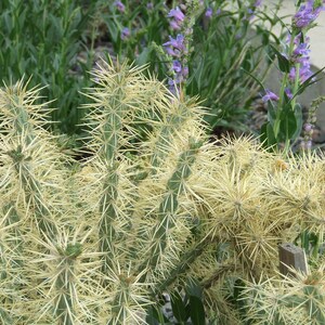 OP084: Opuntia davisii x kleinii &#39;Golden Lion&#39; COLD HARDY cactus