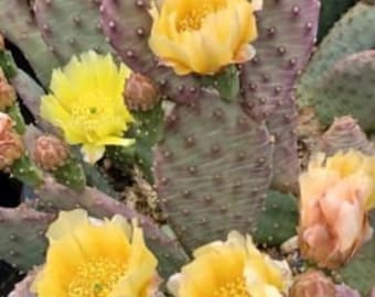 OP125:  Opuntia hybrid WALK IN BEAUTY Raspberry Lemon Sorbet   Cold Hardy Cactus