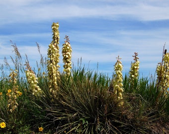 YU009: Yucca glauca COLD HARDY cactus