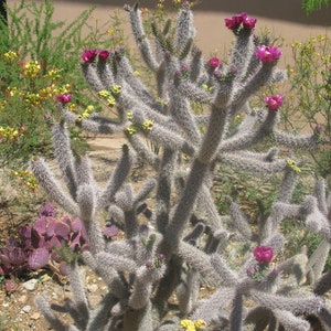 OP045 Cylindropuntia spinosior (Northern, High Altitude Form) COLD HARDY cactus