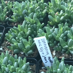 OT026 Stomatium mustillinum COLD HARDY cactus
