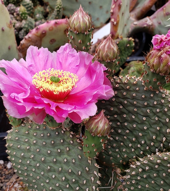 OP104: Opuntia 'blushing Maiden' COLD HARDY Cactus - Etsy