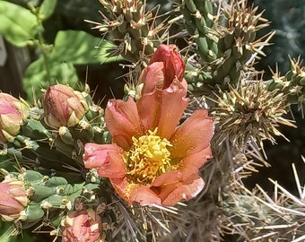 OP021: Cylindropuntia imbricata v arborescens 'Pinky'