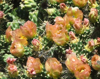 OP020: Cylindropuntia imbricata v. viridiflorus (Santa Fe Cholla) COLD HARDY cactus