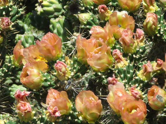 OP020: Cylindropuntia Imbricata V. Viridiflorus (santa Fe Cholla) COLD  HARDY Cactus - Etsy