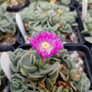 OT015: Aloinopsis spathulata COLD HARDY cactus