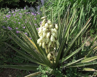 YU003: Yucca baccata Santa Fe Form COLD HARDY cactus