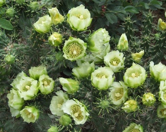 OP019: Cylindropuntia imbricata v. arborescens 'White Tower' (White Flowered Tree Cholla) COLD HARDY cactus