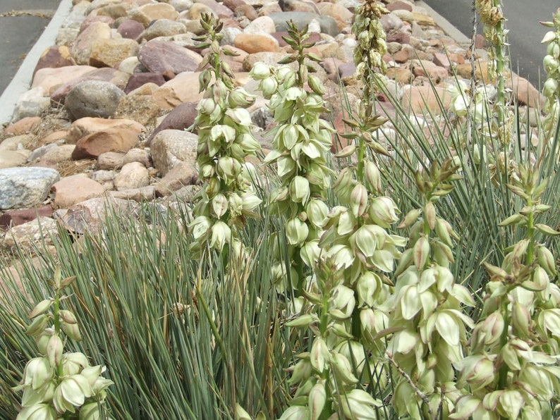 Yucca plant
