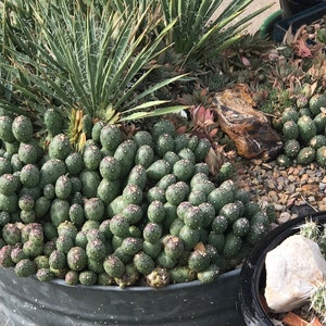 OP030: Opuntia fragilis (debreczyi) v. denuda (Potato Cactus) COLD HARDY cactus