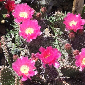 OP006: Opuntia &#39;Dark Knight&#39; COLD HARDY cactus