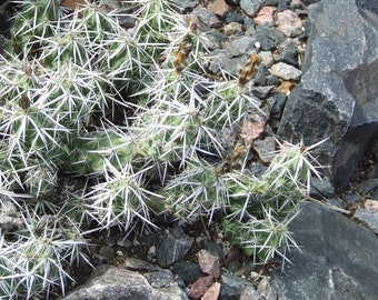 OP092: Corynopuntia clavata v. major COLD HARDY cactus
