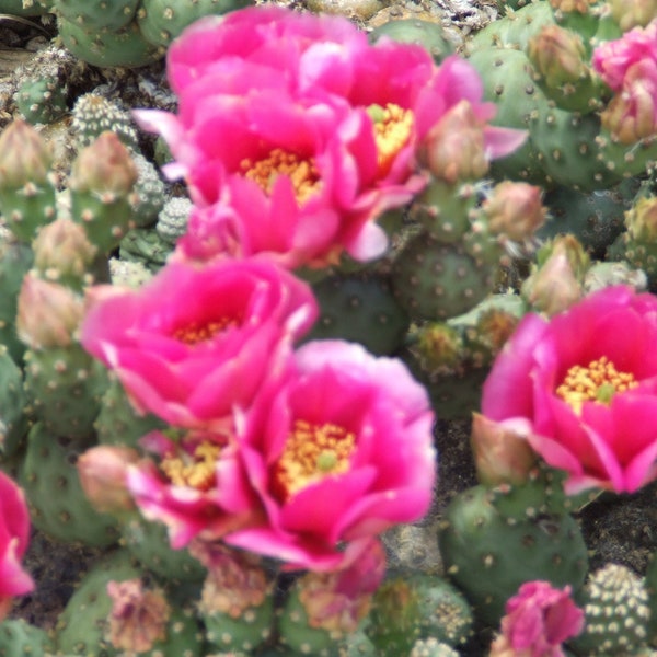 OP027: Opuntia debreczeyi 'Alberta Sunset' (Spineless Cat's Paw Cactus) COLD HARDY cactus