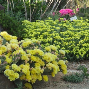 OP063: Opuntia aurea &#39;Golden Carpet&#39; COLD HARDY cactus