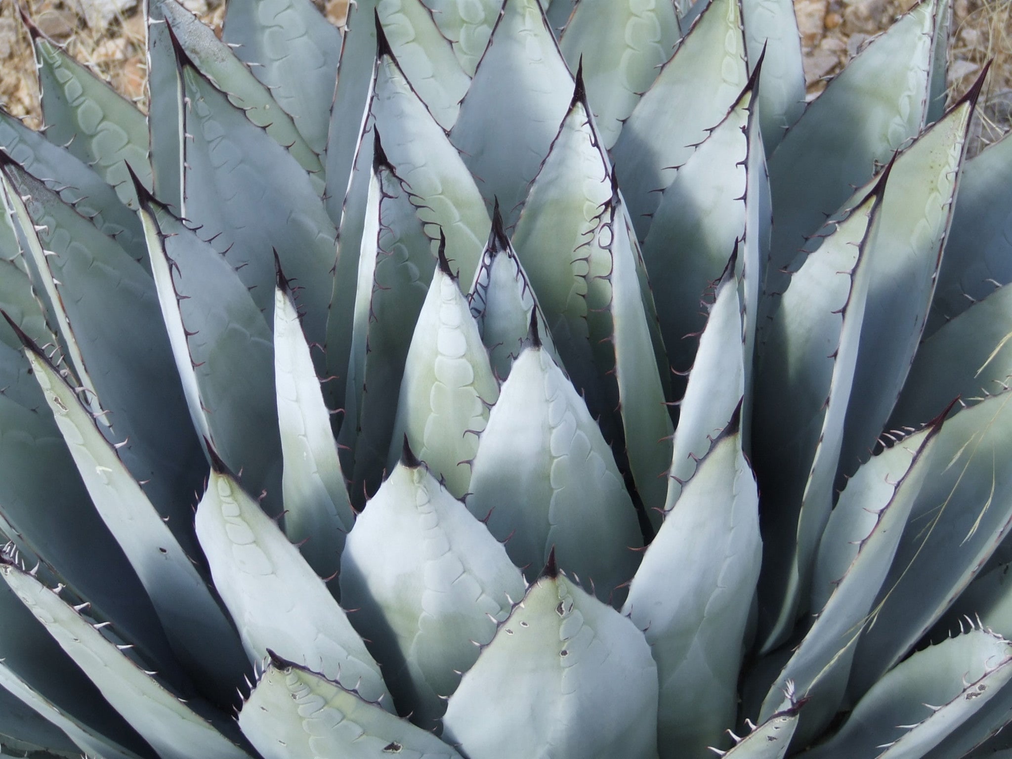 AG003: Agave parryi (Flagstaff, AZ form)