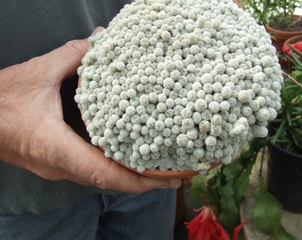 ES001: Escobaria leei COLD HARDY cactus