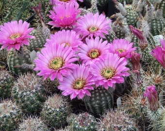 EC015: Echinocereus reichenbachii COLD HARDY cactus