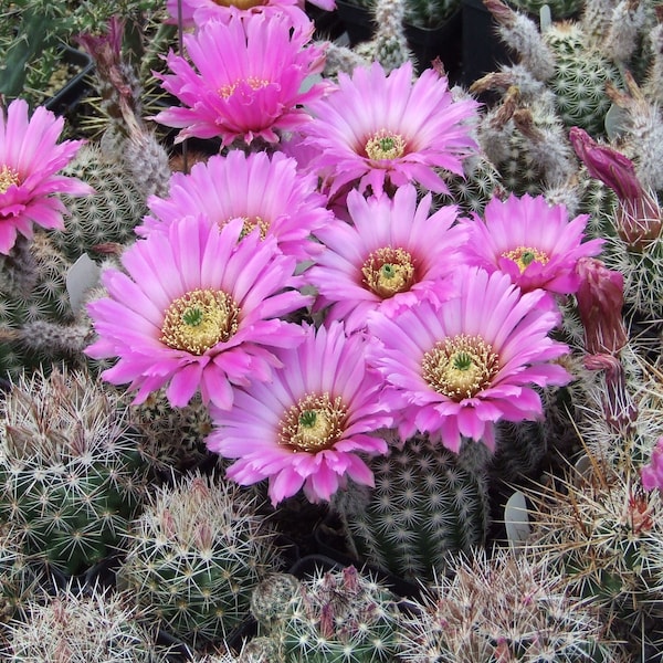 EC015: Echinocereus reichenbachii COLD HARDY cactus