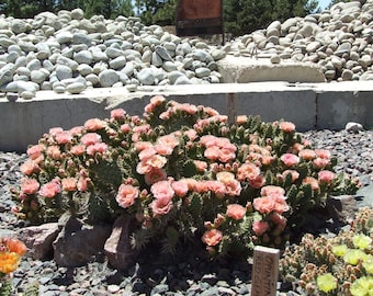 OP039: Opuntia Rhodantha Hybrid 'grand Mesa Peach' COLD HARDY