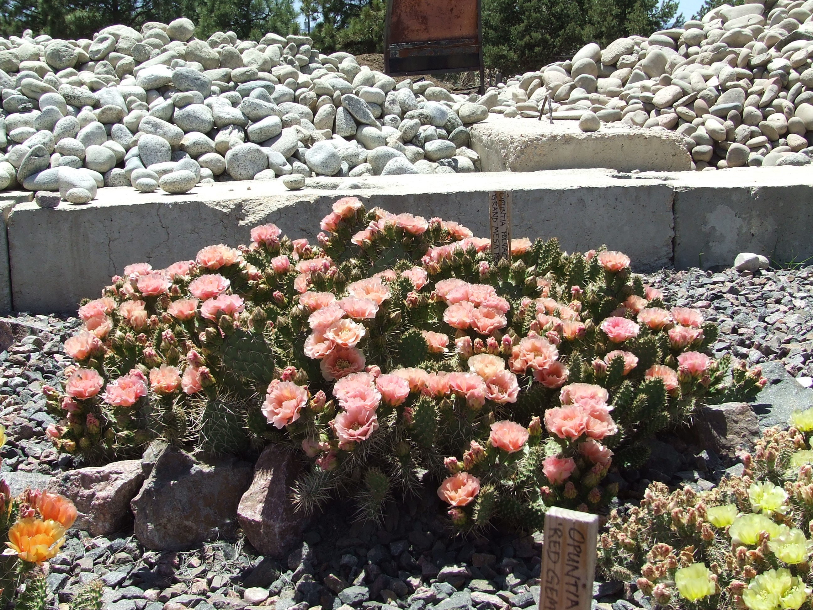 OP039: Opuntia Rhodantha Hybrid 'grand Mesa Peach' COLD HARDY