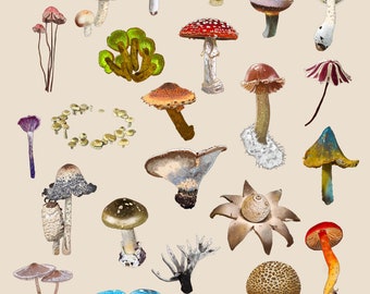 A6 Postkarte All The Fungi