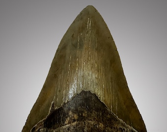 Megalodon Tooth 5.2" x 3.45"   226g  7.95 oz *Free Shipping*   (fossil, 5 inch meg, no restoration, prehistoric, authentic shark teeth)