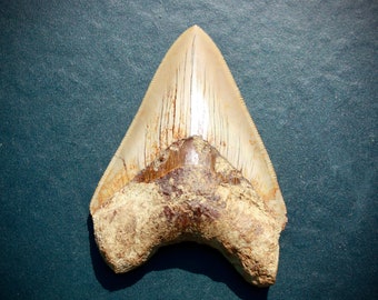 Indonesian Megalodon Tooth 4.15" x 2.92"   120g  4.15 oz *Free Shipping*