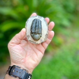 2.4&quot; Reedops Trilobite   *free shipping* (Phacop Trilobite, Paleozoic Era)