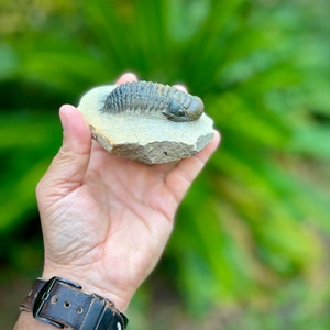 2.7&quot; Crotalocephalina Trilobite   *free shipping* (Phacop Trilobite, Paleozoic Era)