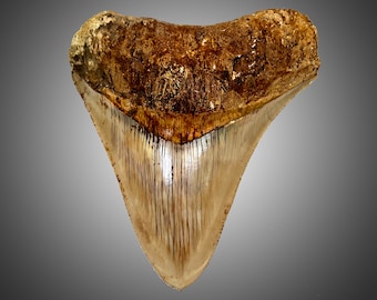 Indonesian Megalodon Tooth "4.43" x 3.69"   167g  5.9 oz *Free Shipping*   (fossil, 4 inch meg, no restoration, prehistoric, authentic)