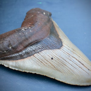 Huge Megalodon Tooth 5.62" x 4.17" 346g  12.2 oz *Free Shipping*  (fossil, 5 inch meg, no restoration, prehistoric, authentic shark teeth)