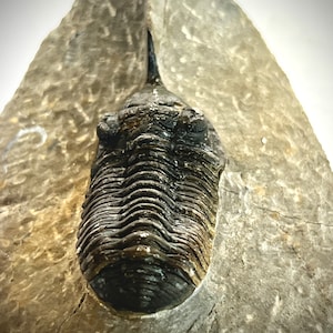 1.7&quot; Morocconites Trilobite   *free shipping* (Phacop Trilobite, Paleozoic Era)