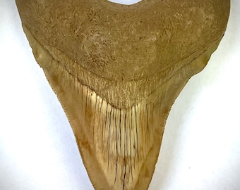 Indonesian Megalodon Tooth Perfect Blade with pathology waves "4.24" x "3.29"  *Free Shipping*  (fossil, 4 inch meg, authentic shark teeth)