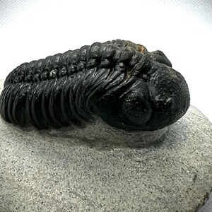 2.4&quot; Morocco&#39;s Trilobite   *free shipping* (Phacop Trilobite, Paleozoic Era)