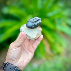 2.1&quot; Reedops Trilobite   *free shipping* (Phacop Trilobite, Paleozoic Era)