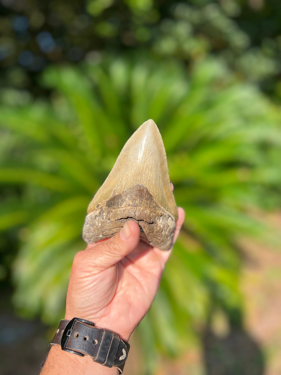 7 Inch Meg Megalodon Tooth 5.2