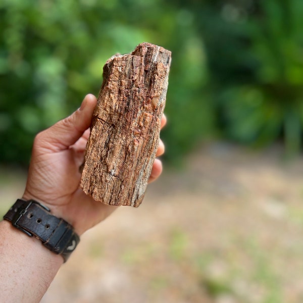 Large Pink Red and Brown 200+ Million Year Old Petrified RAINBOW Wood Fossil From Arizona *Free Shipping* Carboniferous Era