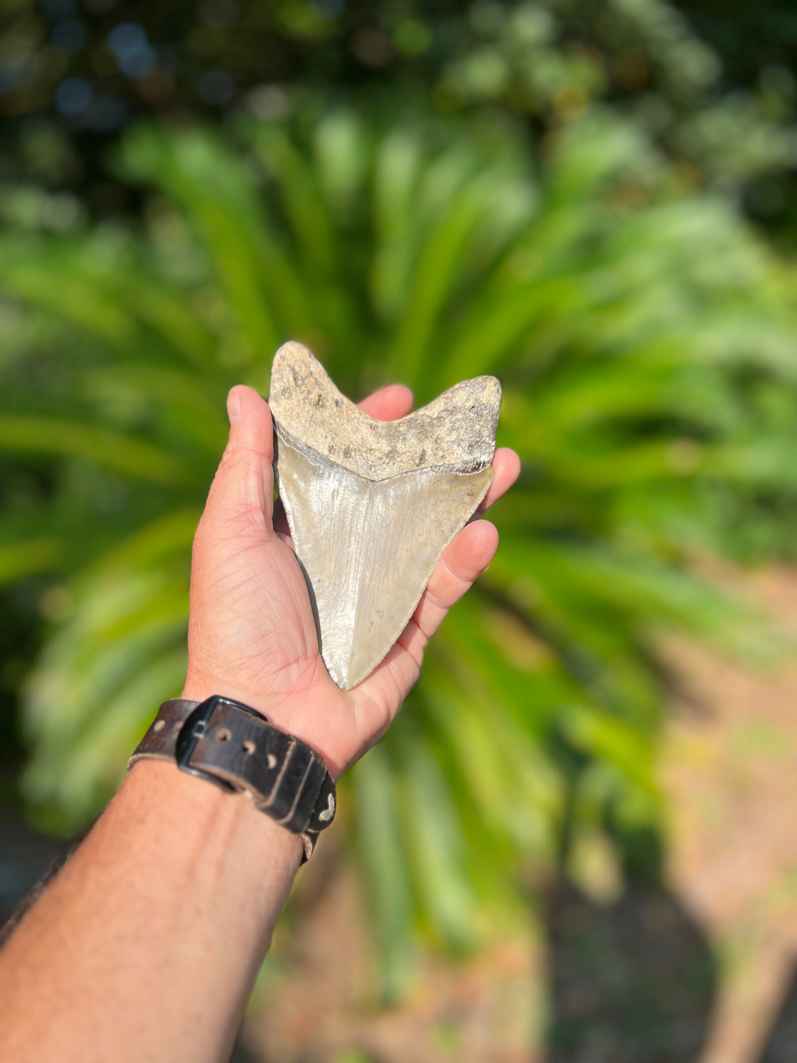 7 Inch Meg Megalodon Tooth 5.2