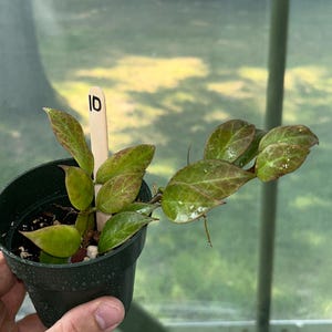 Hoya Sunrise Plant | Local Supplier | Beautiful Houseplant